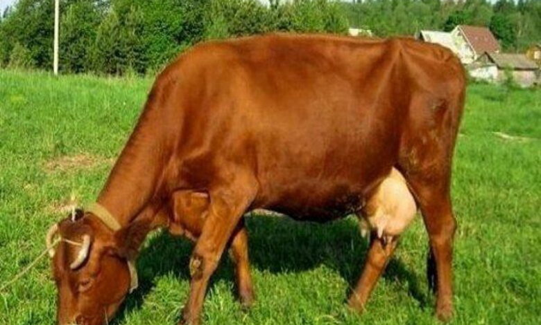 В России исчезает поголовье генофондных пород коров