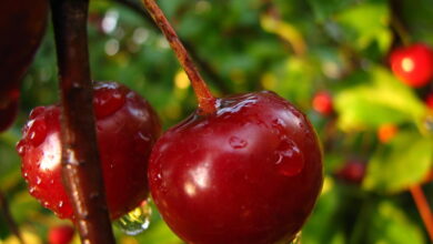 Секреты хорошего урожая вишни. Чем нужно подкормить дерево для большого урожая