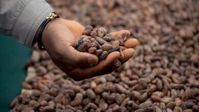 Производители какао-бобов требуют повышения закупочных цен