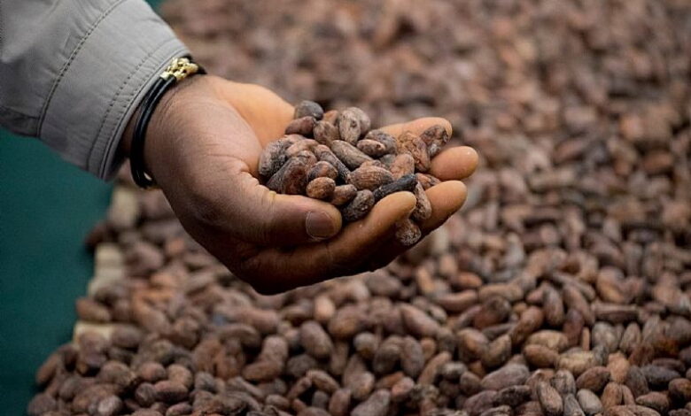 Производители какао-бобов требуют повышения закупочных цен