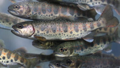 Росрыболовство разрабатывает генетические центры по селекции лососевых
