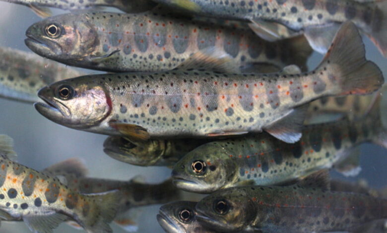 Росрыболовство разрабатывает генетические центры по селекции лососевых
