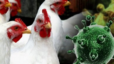 ВОЗ: птичий грипп крупного рогатого скота в США распространяется на другие страны